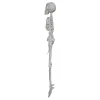 Faux Skeleton Decoration, White, 35", Halloween by Way To Celebrate