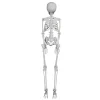 Faux Skeleton Decoration, White, 35", Halloween by Way To Celebrate