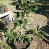 Grafted Mexicola Grande Avocado Tree 2-4FT Tall