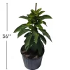 Grafted Mexicola Grande Avocado Tree 2-4FT Tall