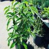 Grafted Mexicola Grande Avocado Tree 2-4FT Tall