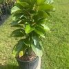 Grafted Mexicola Grande Avocado Tree 2-4FT Tall