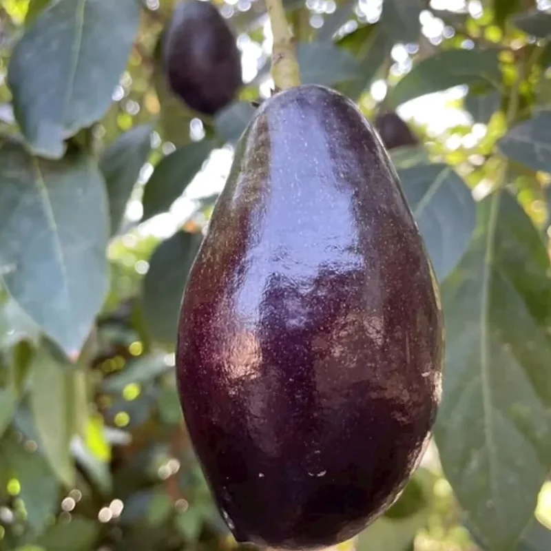 Grafted Mexicola Grande Avocado Tree 2-4FT Tall