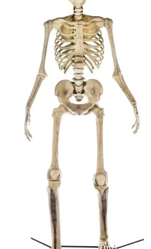 Home Accents 12 ft Giant-Sized Skeleton With LifeEyes - NO250058
