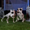 Joyfy 9.8 Inch Halloween Skeleton Dog Skeleton Halloween Decor, Pose-N-Stay Plastic Skeleton Bones with Posable Joints f