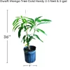 Malika Dwarf Cold Hardy Grafted Mango Tree, 2-4 Feet Tall