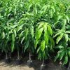Malika Dwarf Cold Hardy Grafted Mango Tree, 2-4 Feet Tall