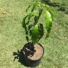 Malika Dwarf Cold Hardy Grafted Mango Tree, 2-4 Feet Tall
