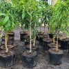Malika Dwarf Cold Hardy Grafted Mango Tree, 2-4 Feet Tall