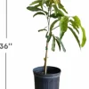 Malika Dwarf Cold Hardy Grafted Mango Tree, 2-4 Feet Tall