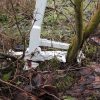 Pullerbear Tree And Weed Puller - 3in Diameter
