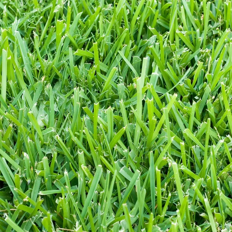 St. Augustine Sod Pallet 500 Sq. Ft.
