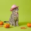 Vibrant Life Halloween Cowboy Hat Costume for Dogs and Cats, Pink