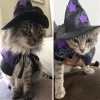 WILLED Halloween Pet Costumes, Cat Wizard Costume, Dog Witch Cloak & Hat, Purple Witch Cloak for Cats, Dogs, Kittens, Pu